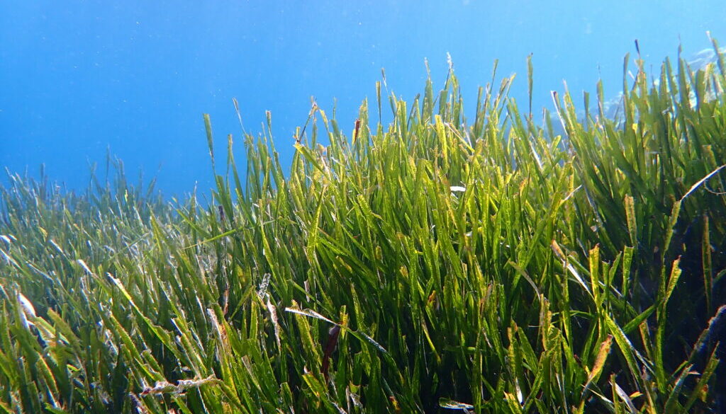 posidonia