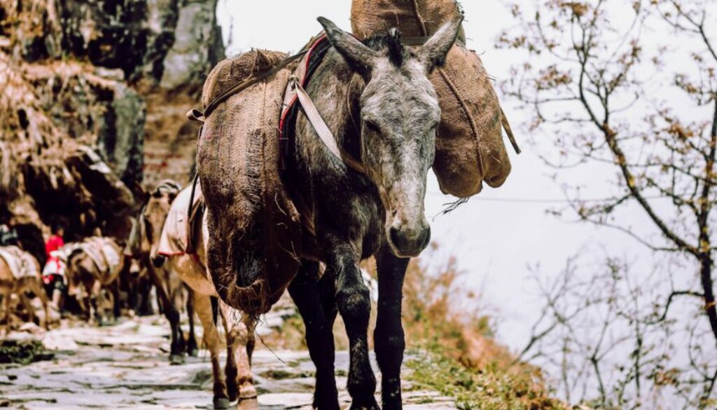 mulo sulle montagne carico di provviste