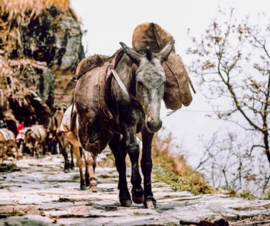 mulo sulle montagne carico di provviste