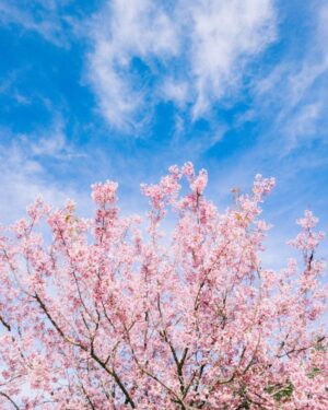 albero primaverile