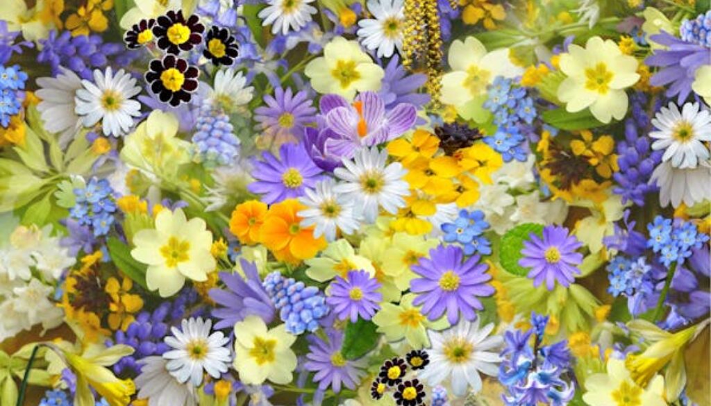 Varie tipologie di fiori di diverse tonalità